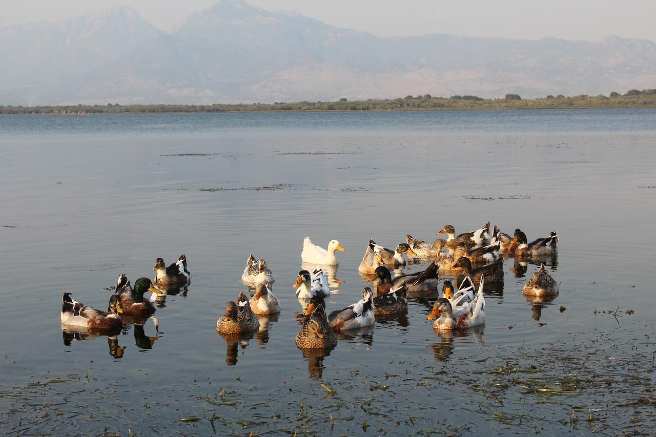 Hotel Shkodra Lake Široka Eksteriør bilde